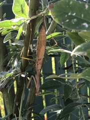 Pseudomantis albofimbriata