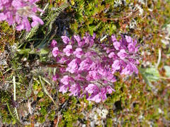 Pedicularis lanata