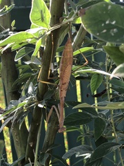 Pseudomantis albofimbriata