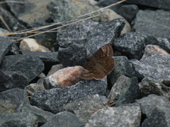 Erynnis juvenalis