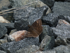 Erynnis juvenalis