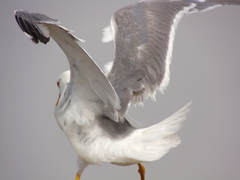 Larus michahellis michahellis