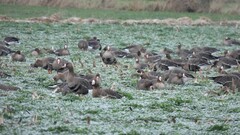 Anser albifrons albifrons