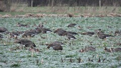 Anser albifrons albifrons