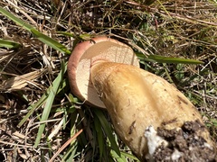 Boletus pseudopinophilus