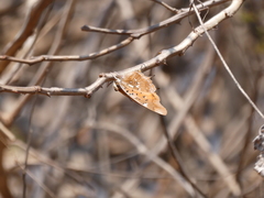 Charaxes jahlusa