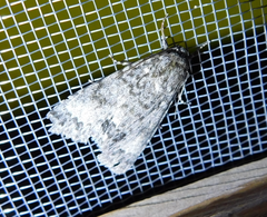 Acronicta megacephala