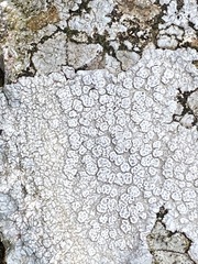 Pertusaria plittiana