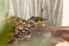 Camaroptera brachyura