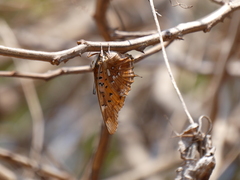 Charaxes jahlusa