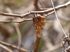 Charaxes jahlusa