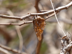 Charaxes jahlusa