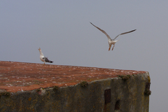Larus michahellis michahellis