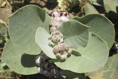 Calotropis procera image