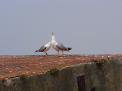 Larus michahellis michahellis