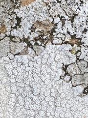 Pertusaria plittiana