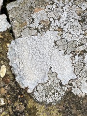 Pertusaria plittiana
