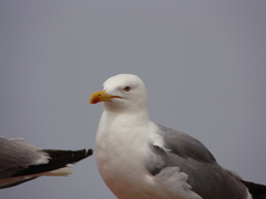 Larus michahellis michahellis