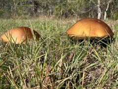 Boletus pseudopinophilus
