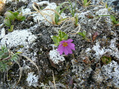 Primula cuneifolia