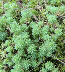 Sedum pallidum