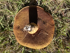 Boletus pseudopinophilus