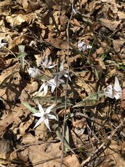 Erythronium albidum