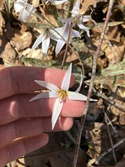 Erythronium albidum