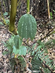 Decaloba