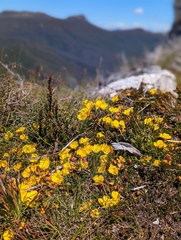 Hibbertia procumbens