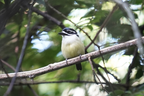 Yellow-rumped Tinkerbird