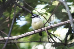 Pogoniulus bilineatus