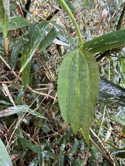 Decaloba
