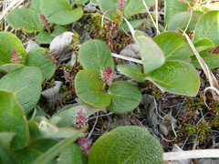 Salix reticulata