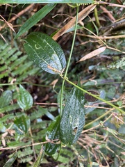 Decaloba