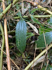 Decaloba