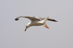 Larus michahellis michahellis