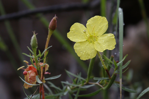 Toumey's sundrops (Calylophus toumeyi)