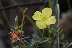Oenothera toumeyi