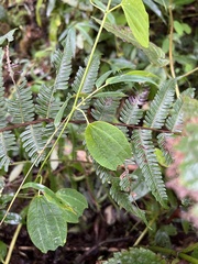Passiflora subpurpurea