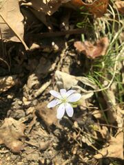 Hepatica