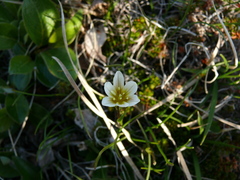 Gagea serotina