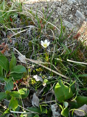 Gagea serotina