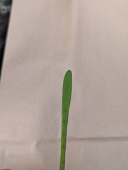 Lilaeopsis carolinensis