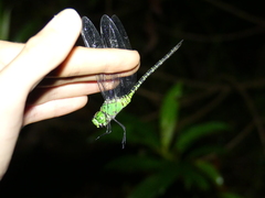 Coryphaeschna viriditas