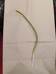 Lilaeopsis carolinensis