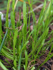 Lilaeopsis carolinensis
