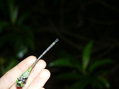 Coryphaeschna viriditas