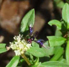 Ocyptamus antiphates