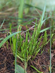 Lilaeopsis carolinensis